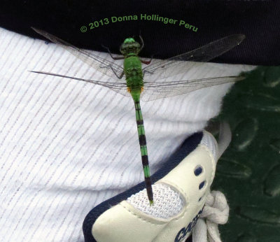 Gerrys Foot with Dragonfly