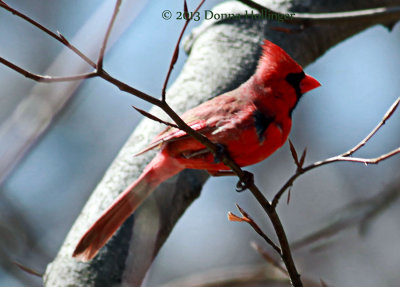 Very Red Male Cardinal