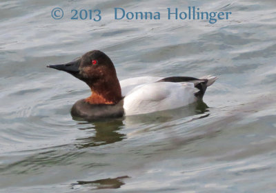 Canvasback Male at Freshpond