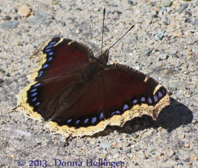 Mounring Cloak Butterfly at Mount Auburn