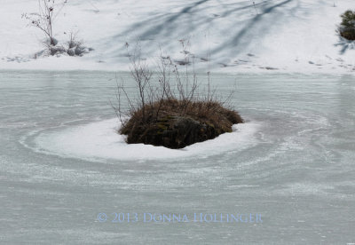 Pond Island with Ice