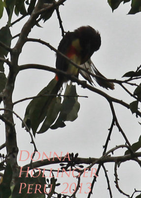 Lettered Aracari Grooming on Cecropia Tree