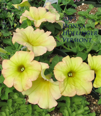 Petunias  At  Dandelion Acres