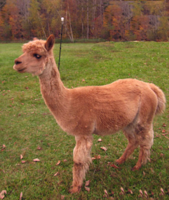 Wallace's alpaca