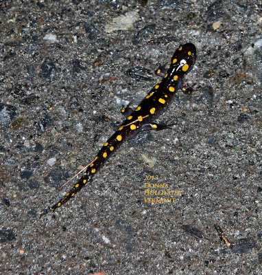 Ambystoma maculatum Yellow spotted salamander