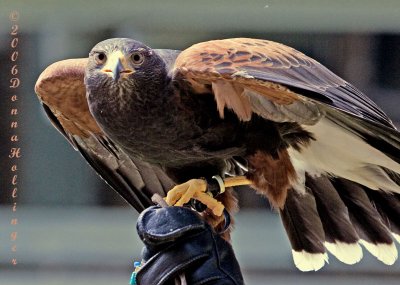 Harris's Hawk