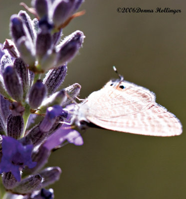 Red Striped Butterfly on Lavender