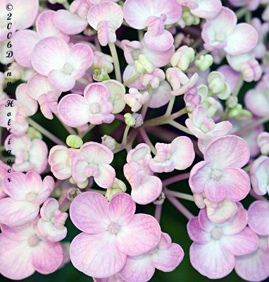 Hydrangea flowers