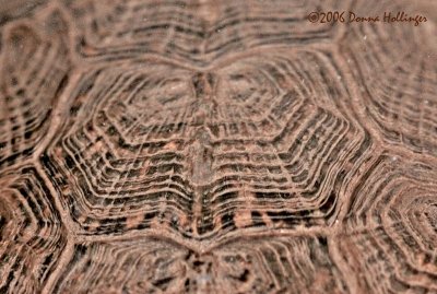 Wood Turtle Shell Pattern
