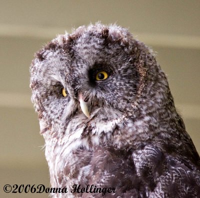 Great Gray Owl: I have yellow eyes