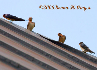 Barn Swallows