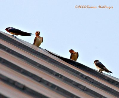 Barn Swallows