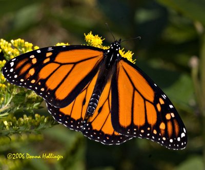 Male Monarch on Goldenrod