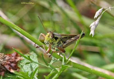 Grasshopper eating grass