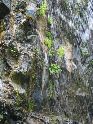 Ferns growing in the Khaledonia waterfall