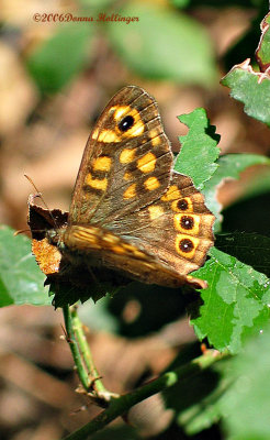 Butterfly, Speckled Wood (Pararge aegeria)