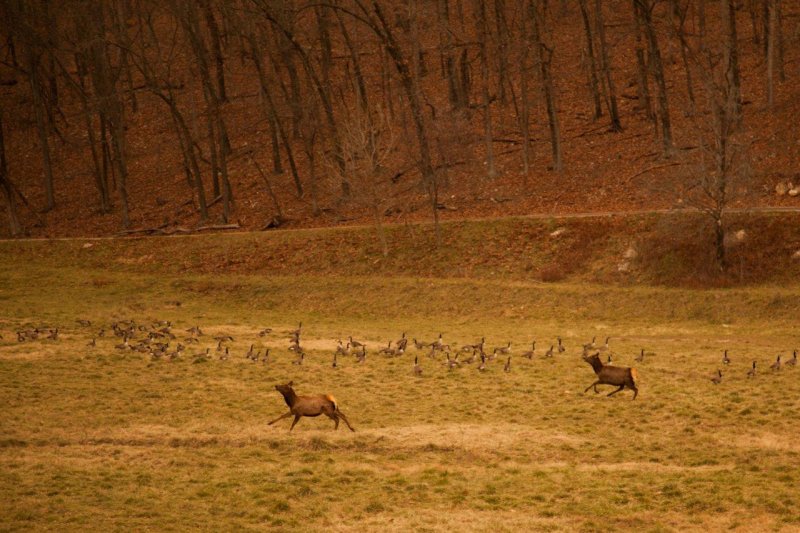 elk n c geese.jpg