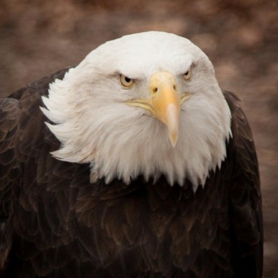 bald eagle.jpg