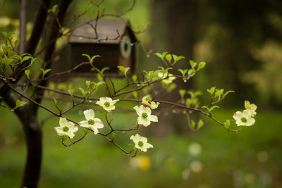 Springtime in Missouri