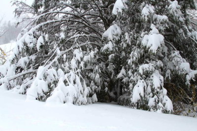 Hemlock branches bending wih the snow