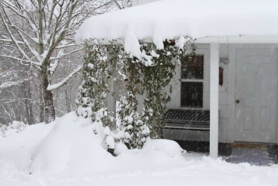 Snow and morning glory vines