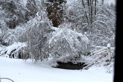 The birch tree bowing low over the pond