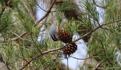 Red-breasted Nuthatch