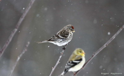 2013_3_26 Common Redpoll_Buchanan County VA