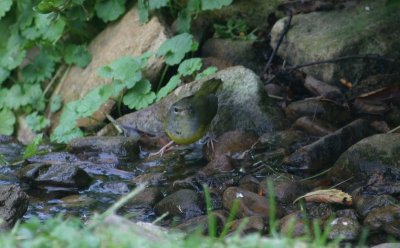 Mourning Warbler