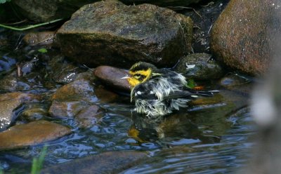 Blackburnian Warbler