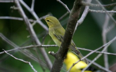 Tennessee Warbler