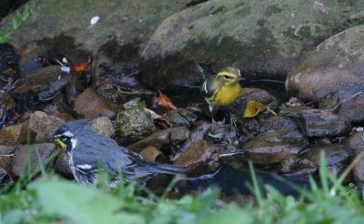 Yellow-throated Warbler and Blackburnian Warbler