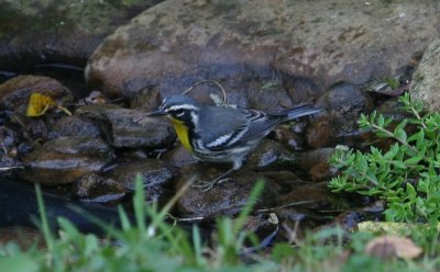 Yellow-throated Warbler