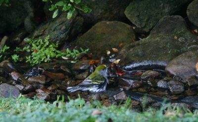 Chestnut-sided Warbler (fall plumage)