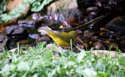 Hooded Warbler (female)