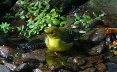 Hooded Warbler (female)