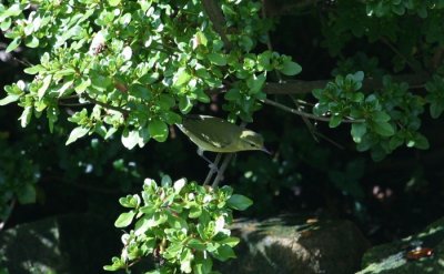 Tennessee Warbler