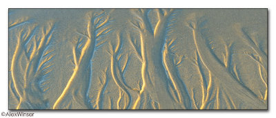 Golden Forest