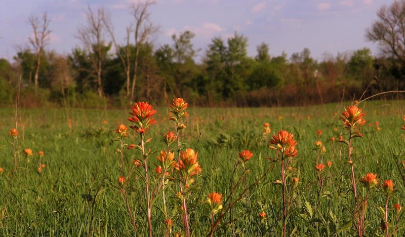 Castilleja coccinea