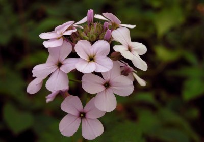 Hesperis matronalis