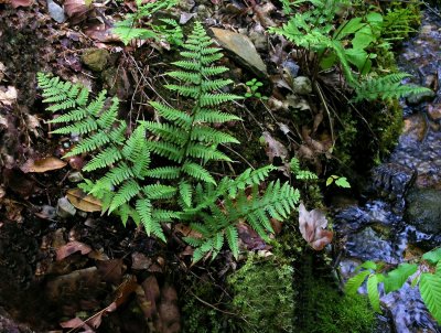 Dryopteris marginalis