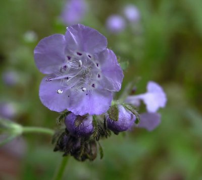 Phacelia hirsuta