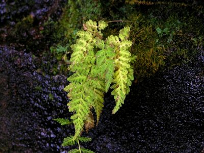 Cystopteris tennesseensis