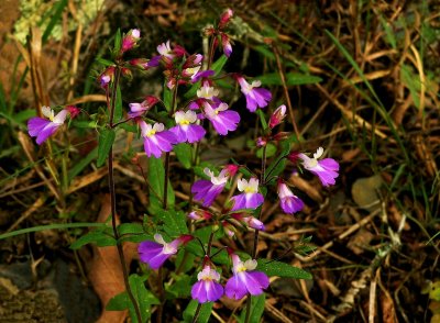 Collinsia violacea