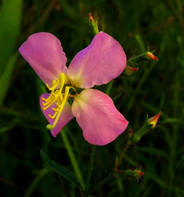 Rhexia mariana