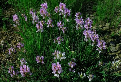 Astragalus distortus var. distortus