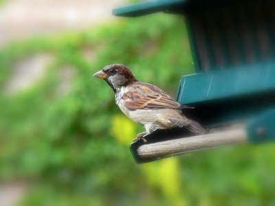 At the feeder....