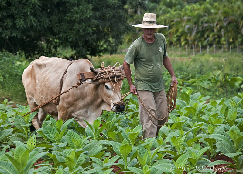 ox and farmer