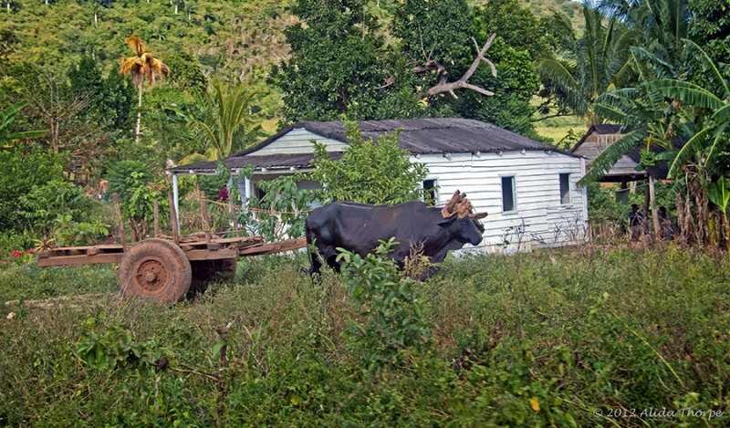 farm oxen