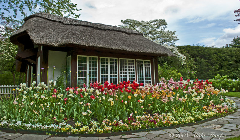 cottage tulips
